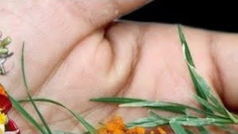 26 नवंबर बुधवार के दिन 7 दूर्वा और हल्दी वाला उपाय जरूर करें बनोगेPradeep Ji Mishra