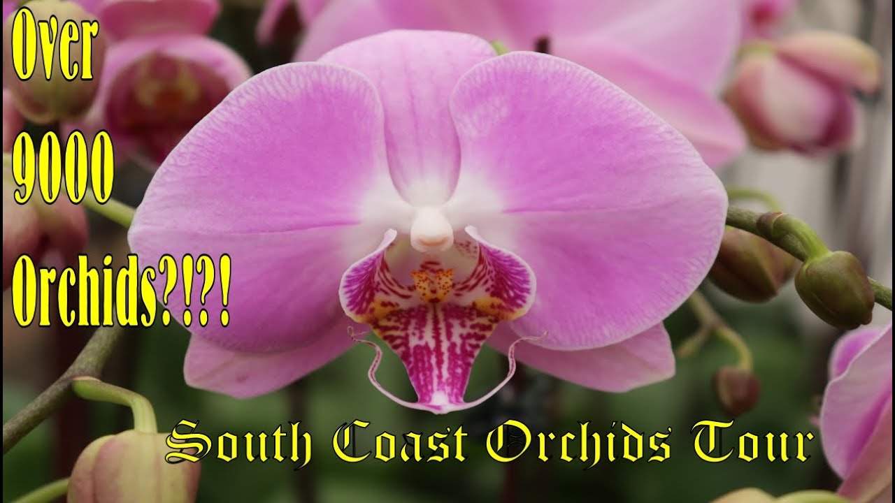 Tropical Orchid Farm South Coast Orchids Tour. Lots of Unique and Beautiful Orchids! YouTube