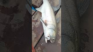Point' ikan Kuro/mbaleng ke 148 teknik casting umpan lure meteor 8.5cm 18 gram.