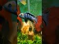 Cynotilapia afra Edwardi Cobue