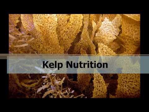Kelp Seaweed Health Benefits