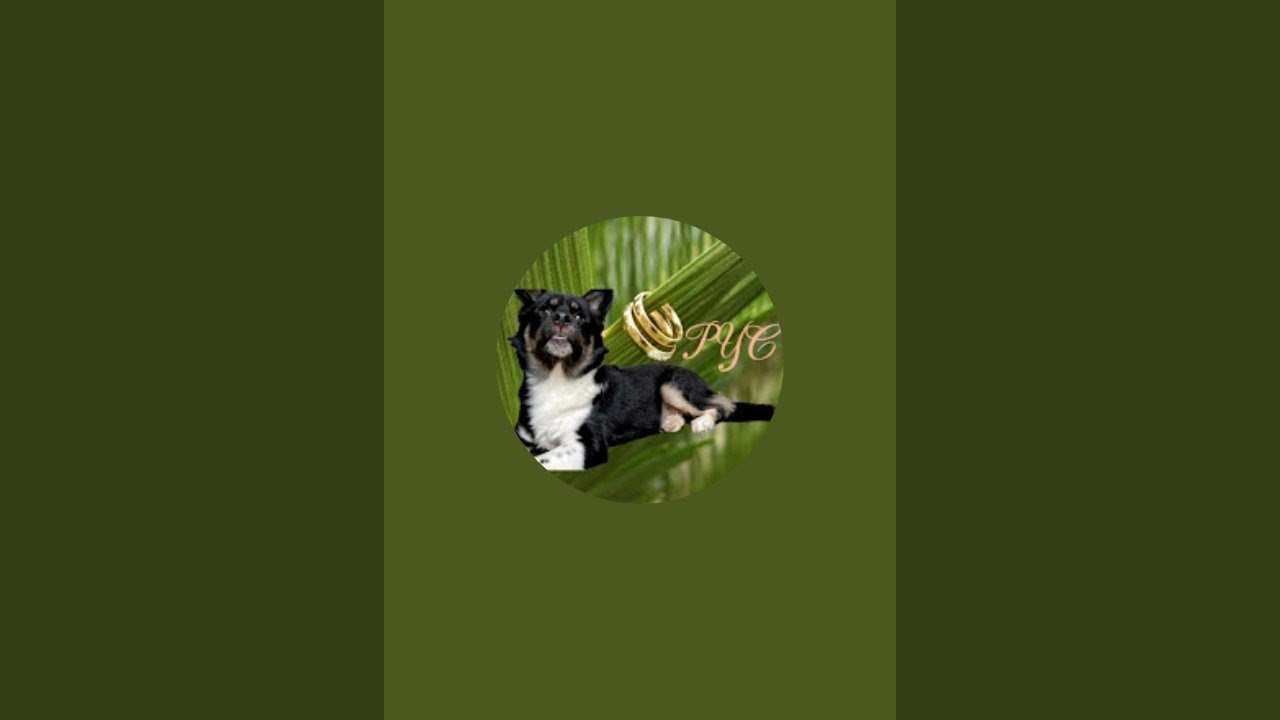 PYC is live! good evening