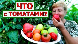 Что происходит с моими томатами? Как нахожу решение проблеме?