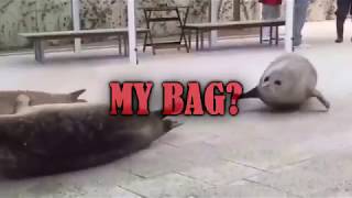 DID YOU SEAL MY BAG?