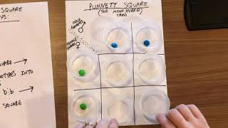 Intro to Genetics Lesson & Punnett Square Activity