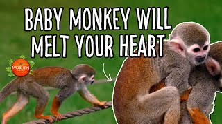 Meet Stripe, the baby Guianan squirrel monkey! | Woburn Safari Park
