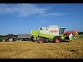 Árpa Aratás 2016 | Barley Harvest 2016 | LEXION 440 | HD 60p |
