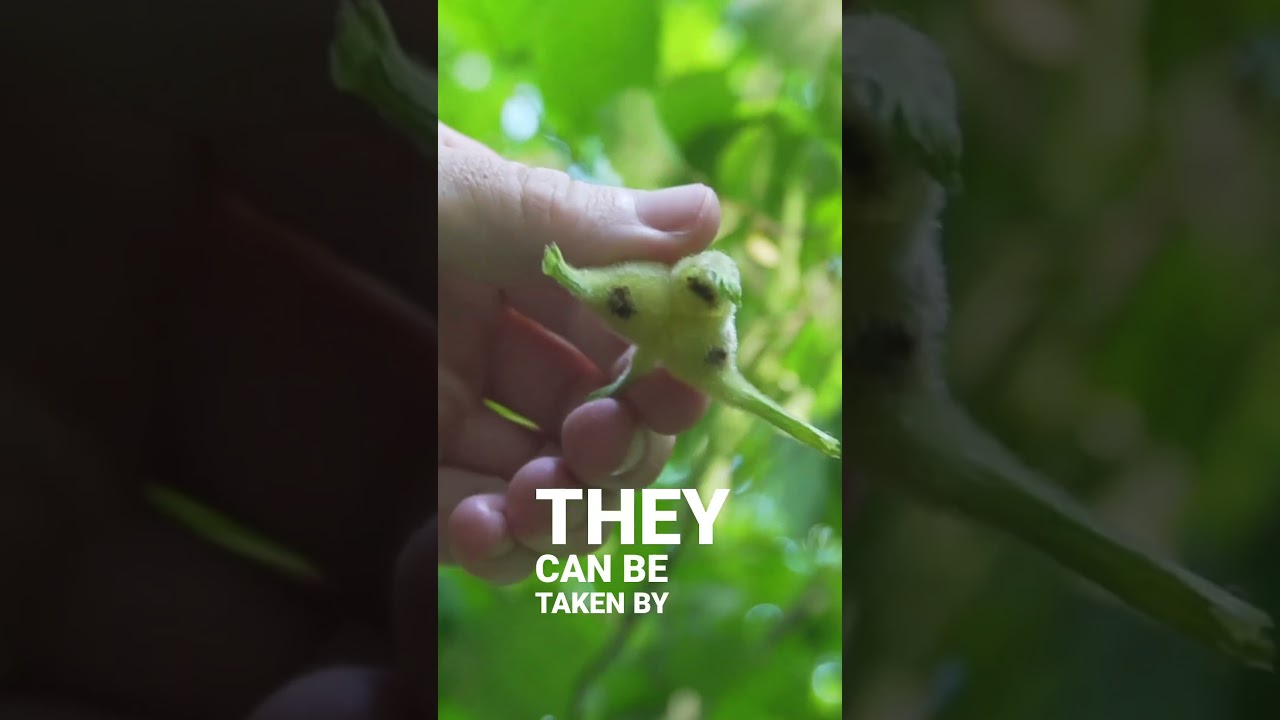 3 диких ореха, которые можно собрать этой осенью!