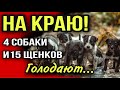 В центре Курска голодают 15 крошечных щенков и 4 взрослые собаки