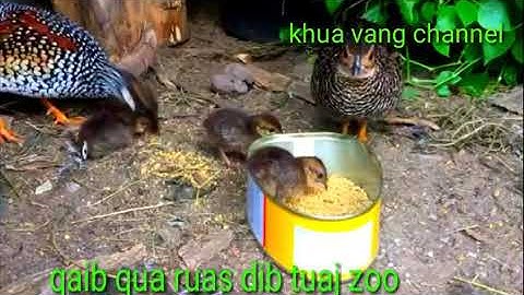 Suab dib qaib qua. tsuag tuaj zoo heev