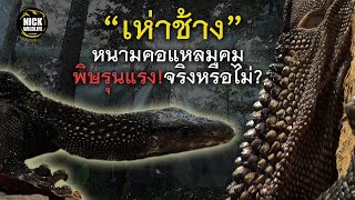 Nick Wildlife EP.26 เห่าช้าง พิษรุนแรง หนามคอแหลมคม จริงหรือไม่?