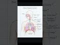 Human Respiratory system #medicosstuff #biology #reels #viral #medicaleducation #anatomy#trending#yt