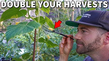 DOUBLE Your CUCUMBERS, SQUASH And MELONS By Easy Hand Pollinating