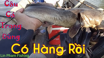 Câu Cá Bống Đục Trúng Ngày Nước Lớn Cá Ăn Mạnh