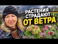 ЦВЕТЫ НЕ РАСТУТ? ВИНОВАТ ВЕТЕР! 🌬️ Показываю на своем участке