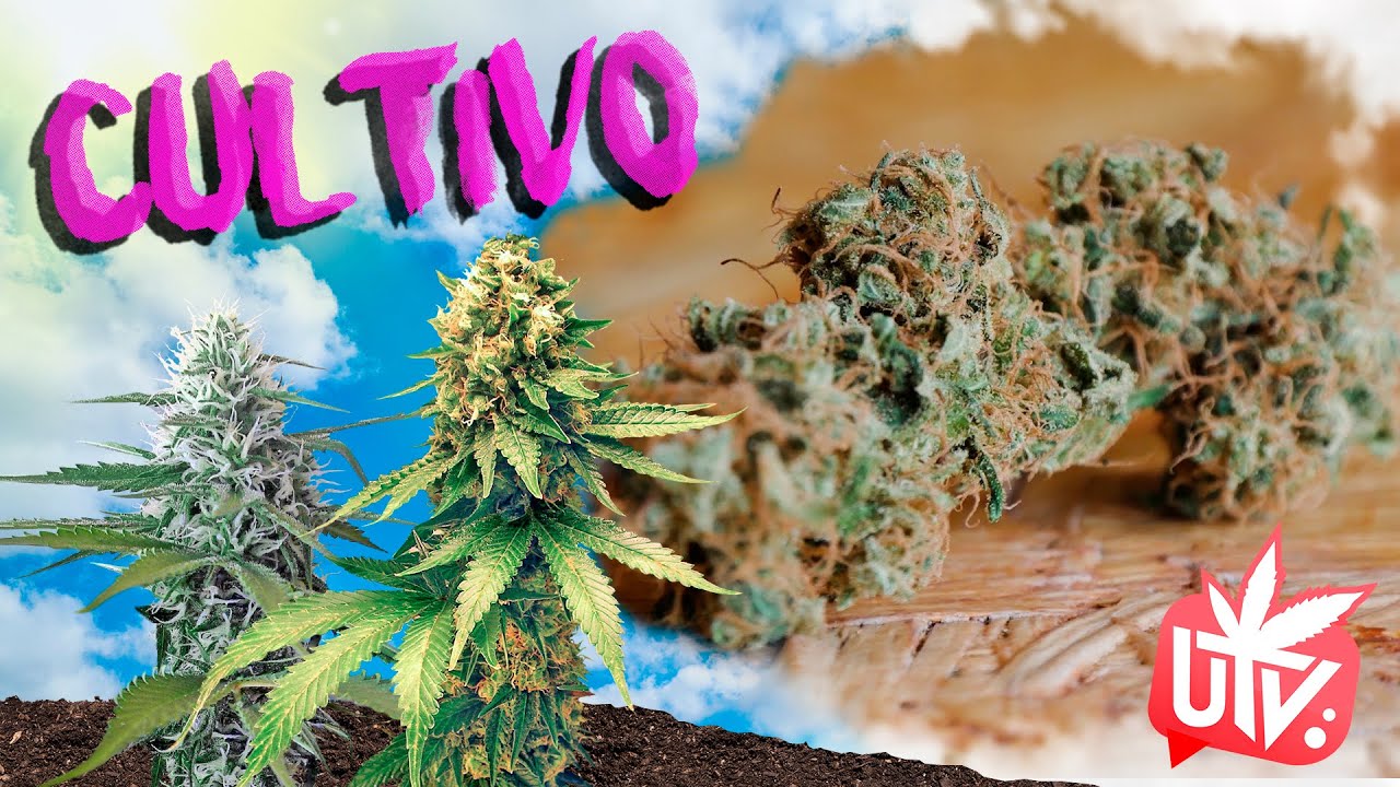 TODO lo que debes SABER sobre el SECADO y CURADO de la m4riu4ana