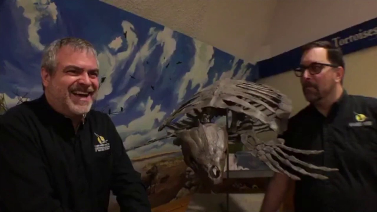 Dome from Home Ep 3 - Turtles and Tortoises