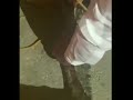 تمساح يتجول في بريده