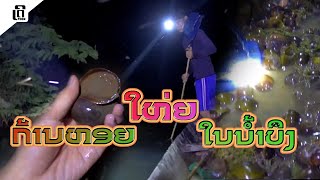 ກ້ານຫອຍໃຫ່ຍໃນນ້ຳບຶງ | จับหอยใญ่ในน้ำบึง | THE PHON