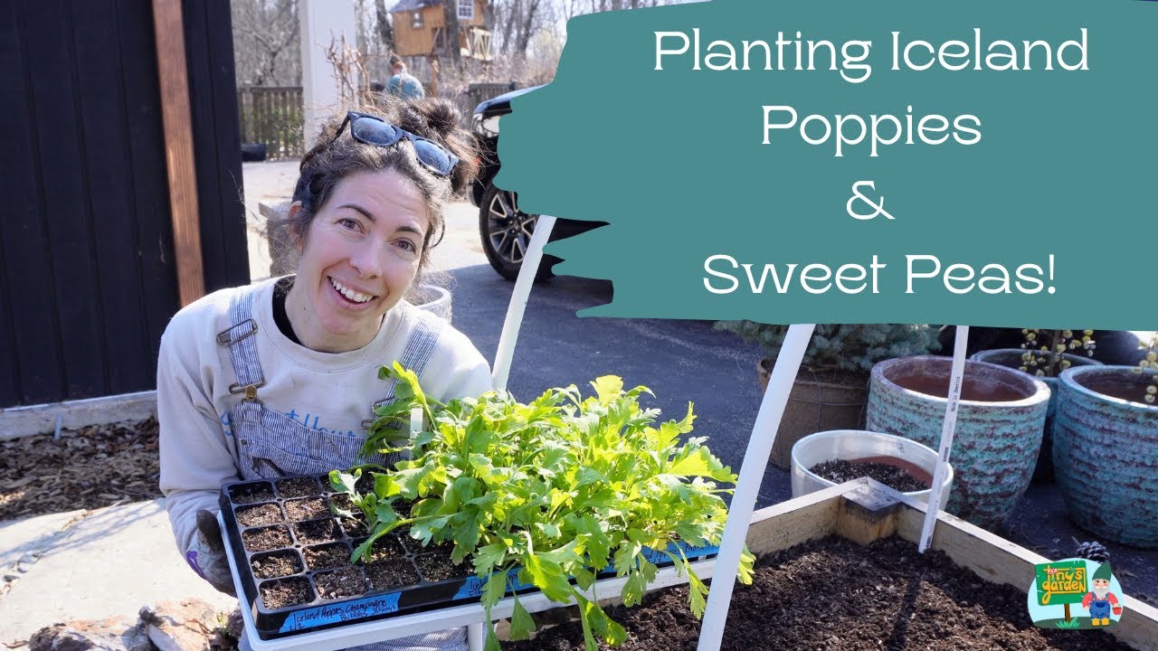 Planting Iceland Poppies & Sweet Peas Outside in Raised Beds in Zone 5B! WITH 7 Day Update
