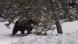 Celebrity Watch now: Grizzly bear spotted in early spring in Yellowstone Wealth