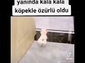 Yanında kala kala köpek 🐶