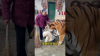 The tiger brought back a polar bear to show filial piety to the aunt