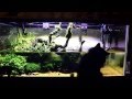 We confused the Happy Cat. He thinks the YouTube video on the tv is a new aquarium!