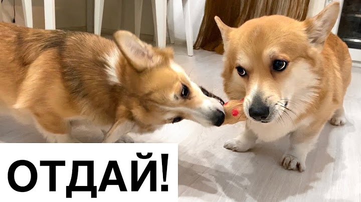 Борьба за курицу😂😂 Вельш корги Таффи и Сэдди ❤️️
