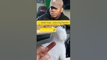 🖕Middle finger dog reaction| Introducing the future of human|Next-Level Visual Format|#youtubeshorts
