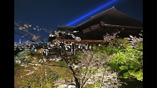 清水寺で夜間特別拝観　国宝・本堂と桜の競演