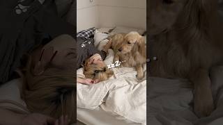 麹とドッグランに行く日のいちにち☺️最近暑くなってきましたねー！今年こそ熱中症には気をつけます☀️#ゴールデンレトリバー #犬と2人暮らし