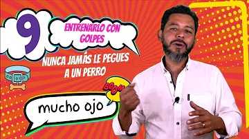 ¿Por qué no debes pegar a un cachorro?