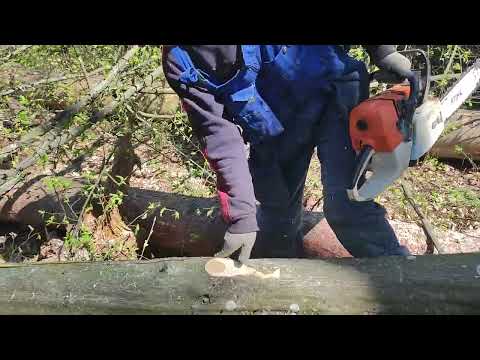 Валка Граба в солнечную погоду Stihl MS 361