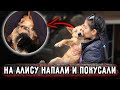 На Алису Кинулась Айза, ревность!  Собачки очень нуждаются в добрых руках, присмотритесь пожалуйста.