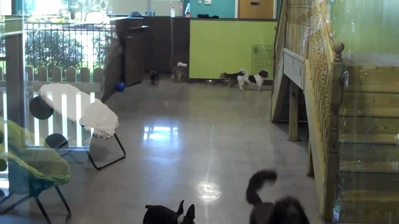 Small Dog Play Area Tour YouTube