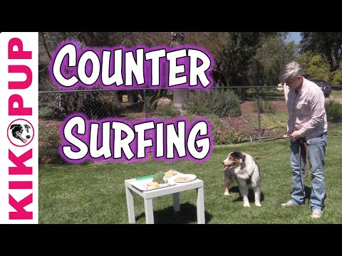 Video: Sort og Tan Coonhound