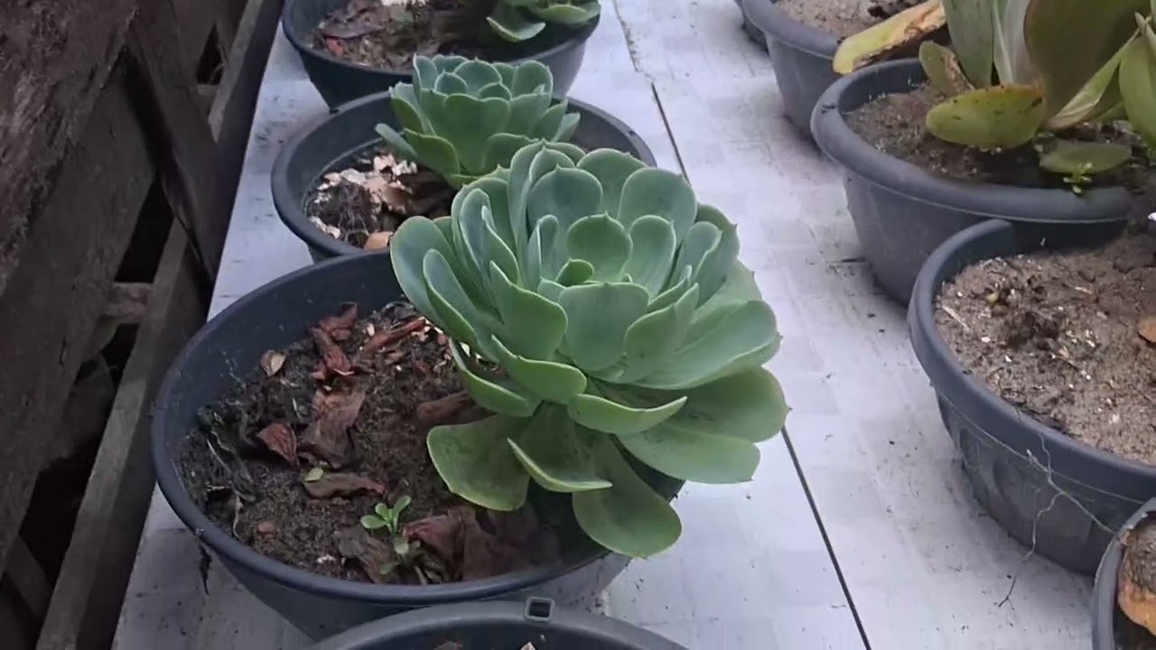 Organização de bancadas e limpezas 