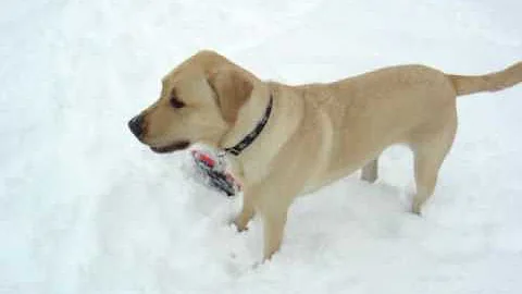 sams first snow 2.MPG