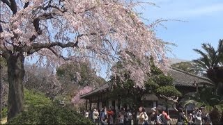 浅草寺 伝法院 庭園特別拝観 しだれ桜が満開