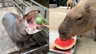 Download Lagu Hippos \u0026 Capybaras Eating Watermelon! Traveling to Japan’s Top Zoo \u0026 a Luxury Hotel Stay!🍉 MP3 Download Lagu Hippos \u0026 Capybaras Eating Watermelon! Traveling to Japan’s Top Zoo \u0026 a Luxury Hotel Stay!🍉 MP3