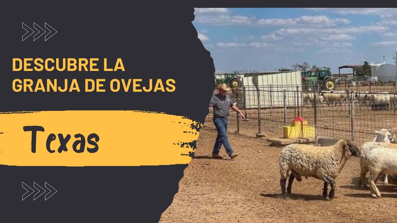 Visite 😧 UNA granja de ovejas EN TEXAS - YouTube