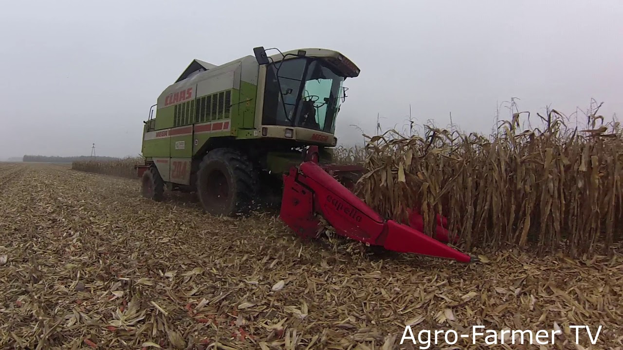 -Kukurydza 2020 na ziarno!-Claas204-Volvo