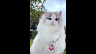 A fluff-tastic kitten with an insane amount of fur.#cat #cute #pets #cutecat