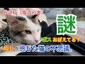 みぱねサブチャン（謎）［猫活の実］猫の記憶力・ボス　元の縄張りを見て何を思う？ボスおぼえてる？
