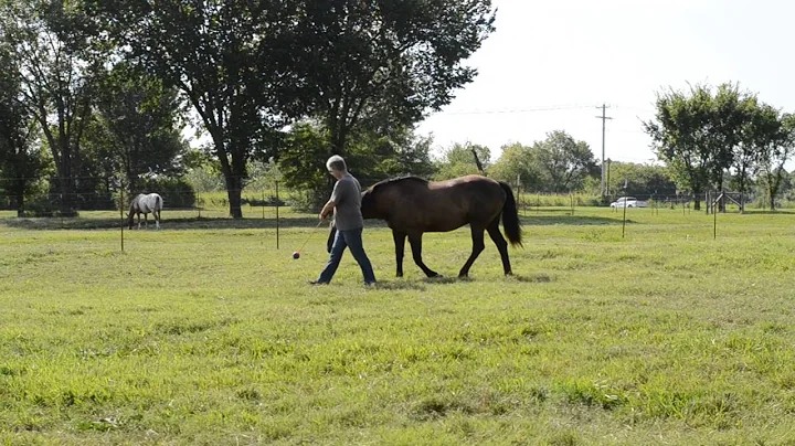 Clicker Training horse to touch a moving target