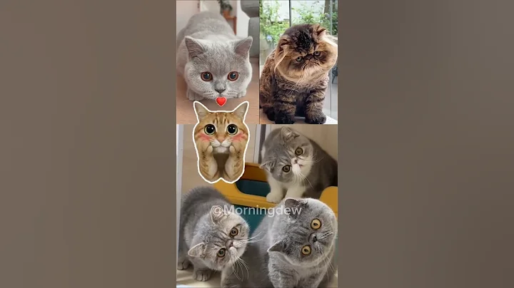 Watch the video about Cute Cat's Cute Face That Makes You Adorable!😽 #cat #adoreble #catlovers #cutecat #trending