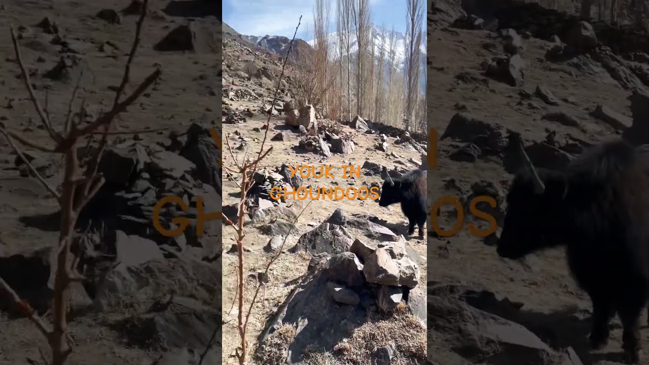 GIANT HIMAYALAN YAKS OF GILGIT BALTASTAN | ANIMAL ADVENTURE AND IN BALTASTAN  | KING OF ANIMALS
