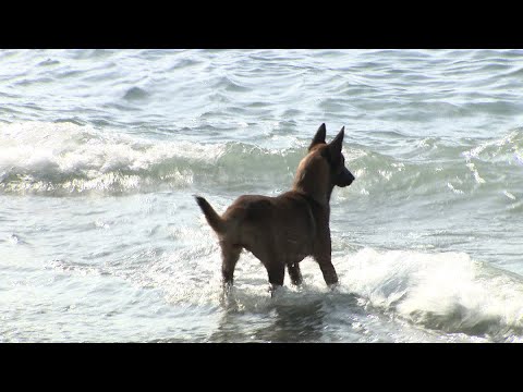 Detectado un caso sospechoso de rabia en un perro vagabundo que falleció el lunes