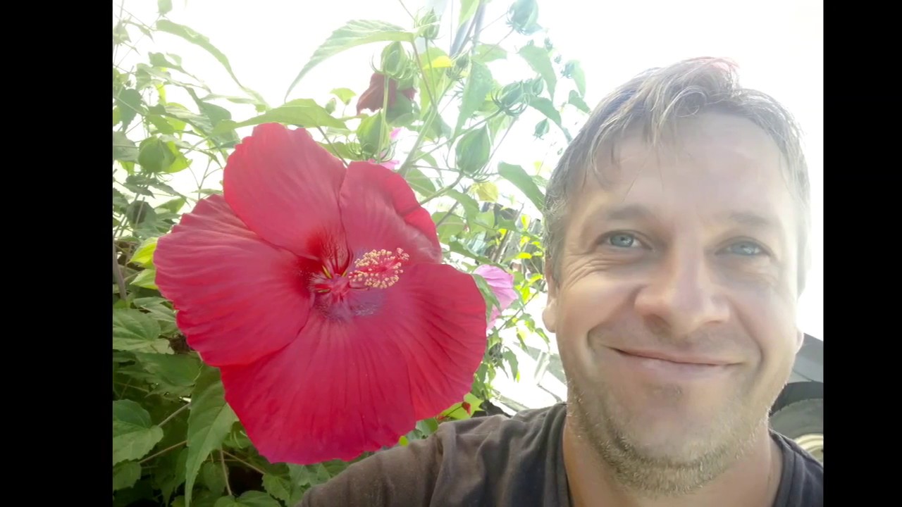MOČVARNI HIBISCUS, KANADSKI HIBISCUS,  HIBISCUS MOSCEUTHOS